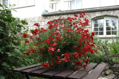 Image de Grand, moderne, confortable, dans un endroit calme et verdoyant, proche du centre avec jardin