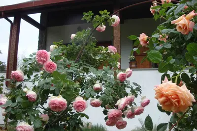Bien-être et Nature \nAppartement dans villa avec parc privé