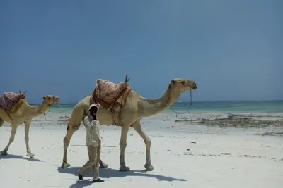 Image de Diani beach Kenya. Un petit paradis sur Terre