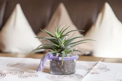 Image de Gästehaus Höck, appartement de vacances \"Zimba\"