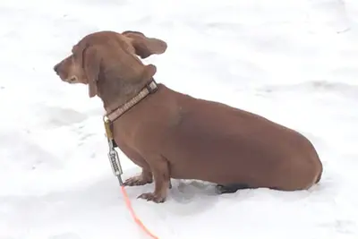 Image de Pet Friendly! Rez-de-chaussée! Sortez à l'amusement!