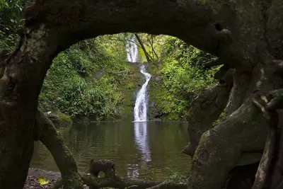 Image de Waipio Valley Complexe de deux jardins botaniques \/ Une tranche de paradis historique