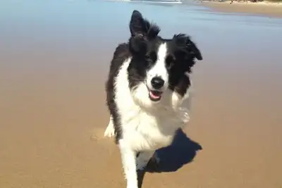 Image de Oreillers et pattes Pet Friendly Séjours