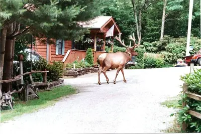 Image de Grande maison, 12 personnes! Ruisseau! Spa! Orienté vers la famille! Cabine séparée disponible!
