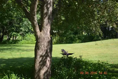 Image de Quartier calme, pour les amoureux des oiseaux