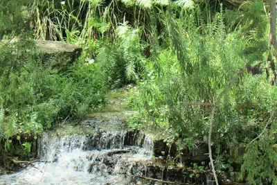 Image de Utopia Springs à Lost Maples ~ Façade cristalline de la rivière Sabinal