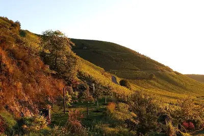 Image de Au coeur du grand Cru Sommerberg