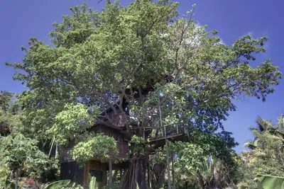 Image de Que feriez-vous rêvez, dormir dans un arbre? Seule cabane d'Utila