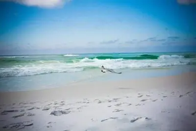 Image de Détendez-vous et profiter des vues magnifiques du Golfe, très bien situé, et les étapes de la plage de distance.
