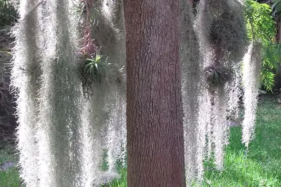 Bamboo Rural (un magnifique jardin)