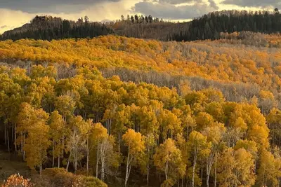 Image de * Remise De La Semaine Merci De 25% * RÉSERVEZ Maintenant Et Profitez D'Une Grande Valeur!