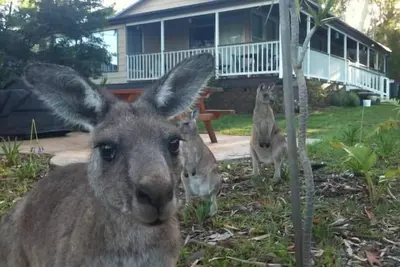 Bush & Bay Cottage, Jervis Bay - Natures Own