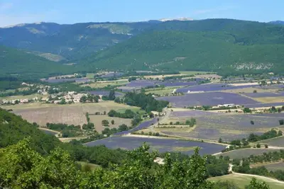 Image de Au pays de la lavande, au pied de la montagne de Lure