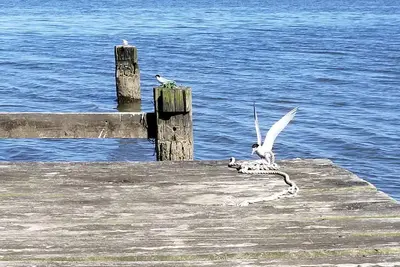 Image de Profitez de Birdwatching from the Deck!