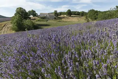 Luxueuse Bastide au milieux des lavandes
