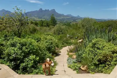 Image de Superbes vues sur la montagne et la mer dans les vignobles du Cap
