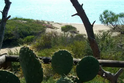 Image de Yucca situé directement sur la mer