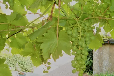 Image de GÎTE La Dolce Vita! !
