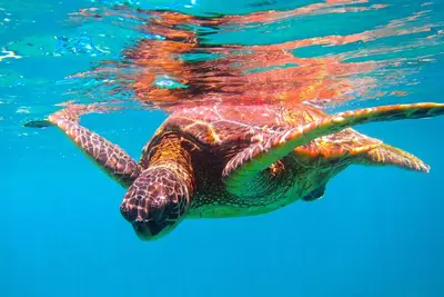 Image de 5 * Avis Exceptionnels! Ocean View fromLANAI! Écoutez les vagues!