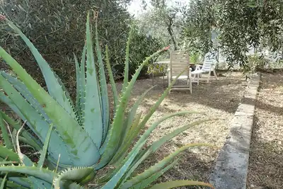 Image de Petite maison au milieu des oliviers près de la mer 009031lt0003