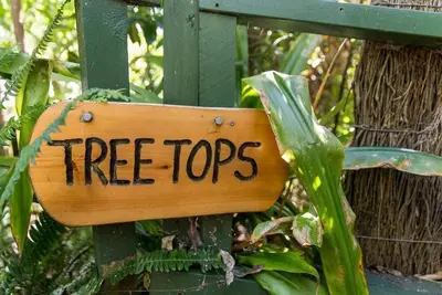 Image de Palm Beach Bungalows: la cime des arbres
