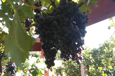 Image de Appartements Picasso - Appartement Aquarelle