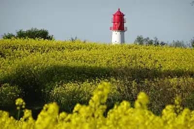 Image de Vacances sur la mer Baltique sous le chaume avec beaucoup de confort; Wlan gratuit, 2 Smart Tv, . . . .