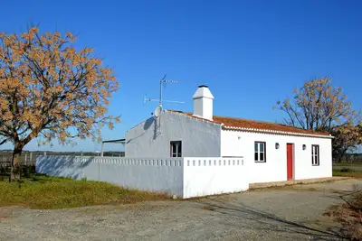 Image de Maison de Gardian entourée de vignobles et de chênes et d'oliviers
