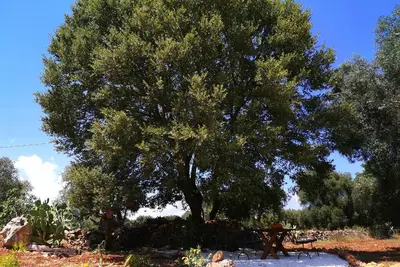 Trullo Madia with Shared Hot Tub in Nature