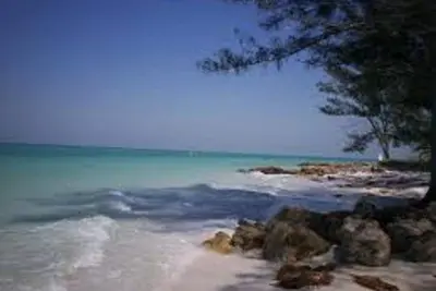 Image de Charmante maison de plage se trouve parmi les énormes arbres Banyan, à pied de la plage et de Pine Ave.