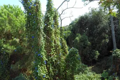 House on the island of Ischia, in pine forest with private descent to the sea.