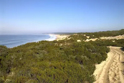 Image de Entre plage et pinède / Between beach and pine tree forest