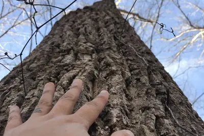 Image de Camping primitif. Rewild. Ne laisse aucune trace. Débranché jusqu'à 33 personnes!