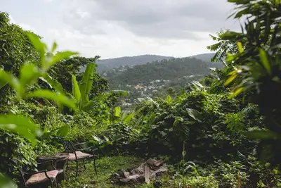 Image de Rain Forest Heaven: laissez-vous bercer par le coquis; se réveiller au chant des oiseaux