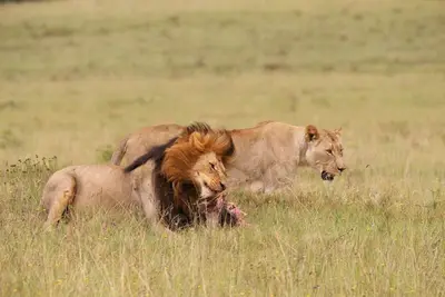 Image de Villa privée de luxe à usage exclusif dans la réserve de chasse Big 5 de renommée mondiale