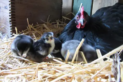 Image de The Hen House: Near Usafa & Renaissance Festival