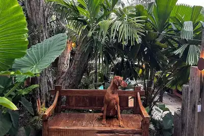 Image de Une retraite écologique de luxe assez proche de la plage pour entendre les vagues