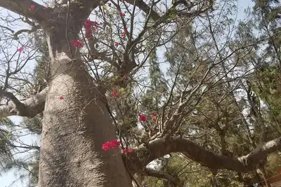 Image de La maison des baobabs