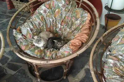 Image de Petite ferme aux pigeons