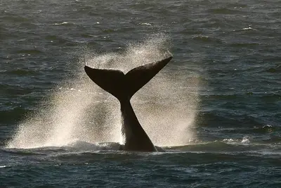 Image de Spitzeseafront. . Beachfront, Whale watching