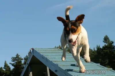 Forsthaus Metzelthin - Des vacances avec un chien