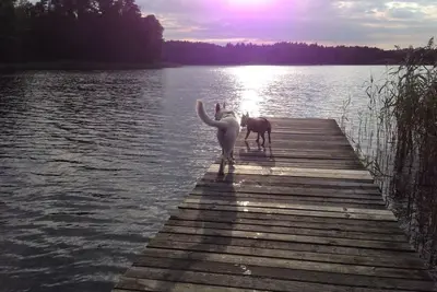 Image de Forsthaus Metzelthin - vacances avec votre chien