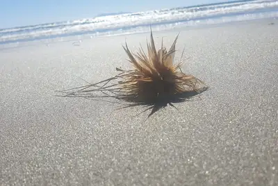 Image de Détendez-vous Waihi Beach Style
