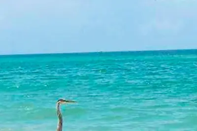 Image de Belle Casita rénovée. Seulement 4 minutes à pied de la plage n ° 1 aux Etats-Unis