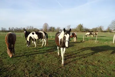 Image de Repos à la ferme au milieu de nos 10 chevaux en pleine nature. \nLe wifi marche.