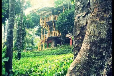 Nature Plantation Vue \/ Couples \/ Maison dans l'arbre
