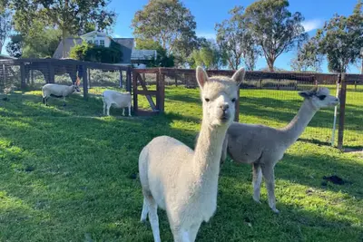 Image de Retraite mouton chic de la ferme Anavo