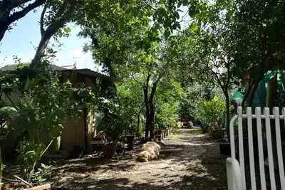 Image de Le jardin d'agrumes (le jardin d'agrumes)