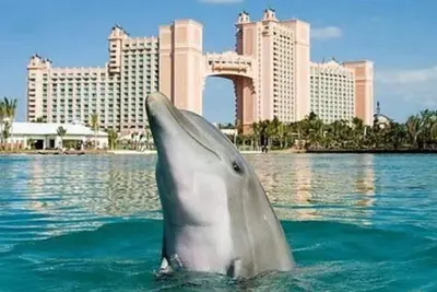 Image de Harbourside Atlantis Bahamas - 8 personnes Accès complet au parc aquatique Atlantis
