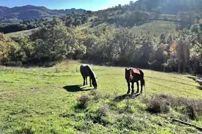 Image de Appartement Tournesols dans la ferme très proche de Assise